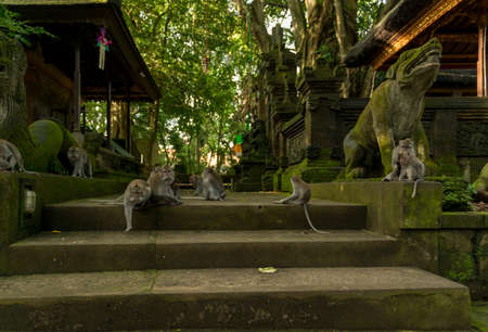 Monkeys in Ubud Bali