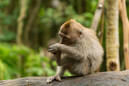 Monkeys in Ubud Bali