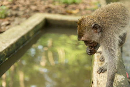 Monkeys in Ubud Baliの写真素材