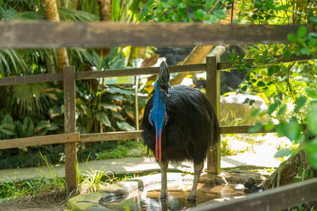 Bali bird park in Sanur