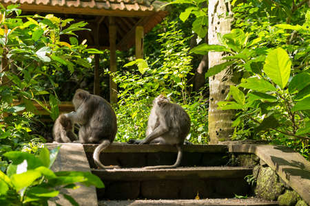 Monkeys in Ubud Bali