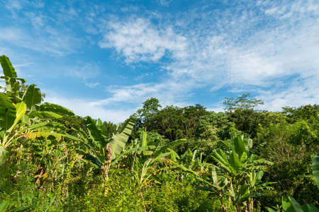 View of sacred Monkey Forest in Ubudの写真素材