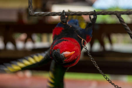 Parrot at the gardenの写真素材