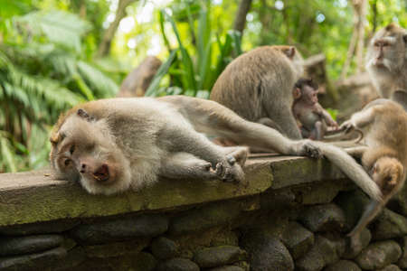 Monkeys in Ubud Baliの写真素材