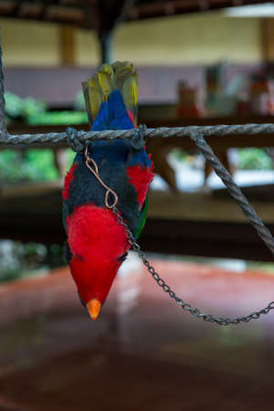 Parrot at the gardenの写真素材