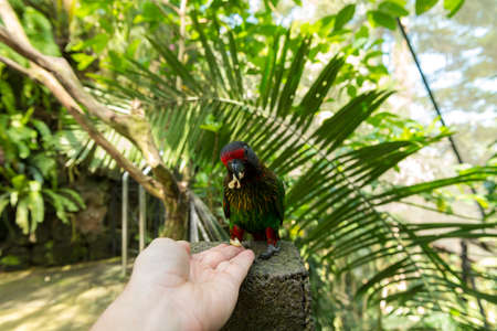 Tourist in Bali bird parkの写真素材