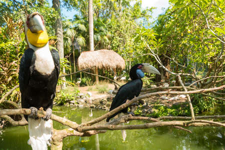 Bali bird park in Sanurの写真素材