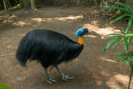 Bali bird park in Sanurの写真素材