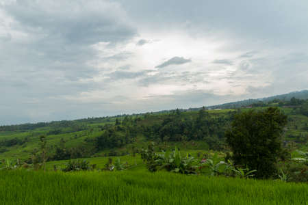 Rice paddies at Bali