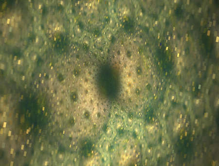 Imaginatory fractal abstract background Image