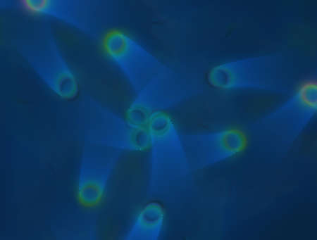 Imaginatory fractal abstract background Imageの写真素材