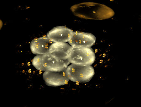 Imaginatory fractal abstract background Image