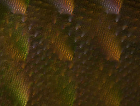 Imaginatory fractal abstract background Image