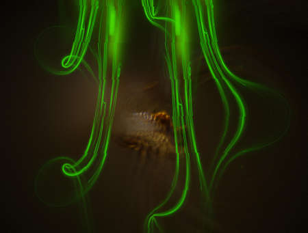 Imaginatory fractal abstract background Imageの写真素材