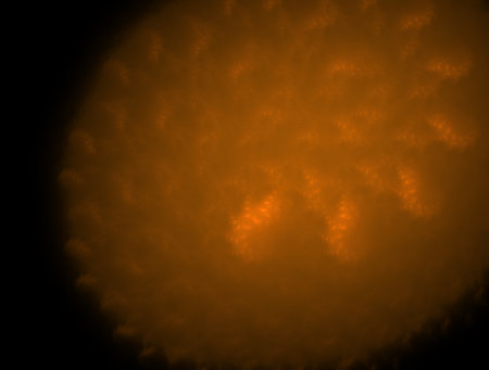 Imaginatory fractal abstract background Image