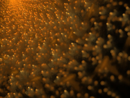 Imaginatory fractal abstract background Imageの写真素材
