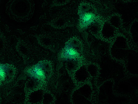 Imaginatory fractal abstract background Imageの写真素材