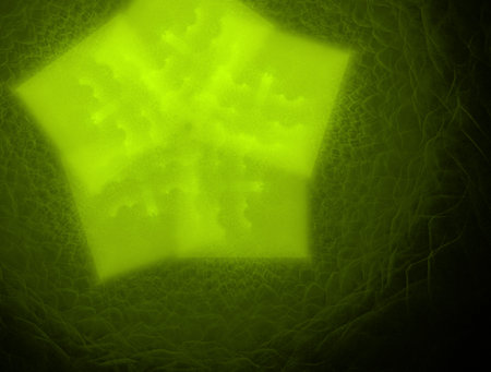 Imaginatory fractal abstract background Image