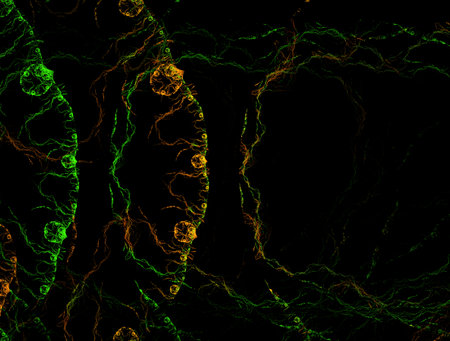 Imaginatory fractal abstract background Imageの写真素材