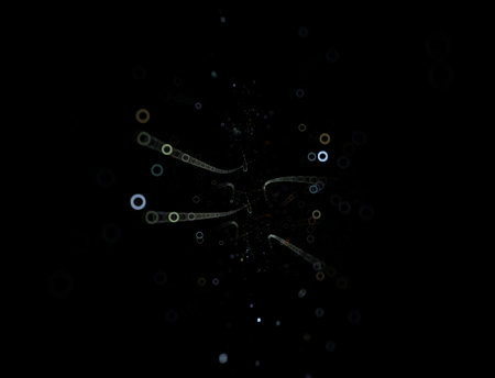 Imaginatory fractal abstract background Imageの写真素材