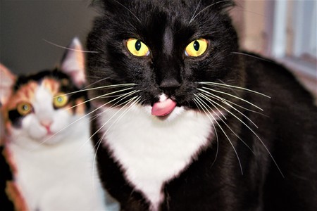 A perfectly timed capture of house cats making silly faces.