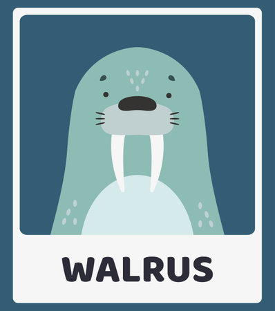 Cute walrus. Animal portraits. Educational cards for children. Simple vector illustrations.のイラスト素材