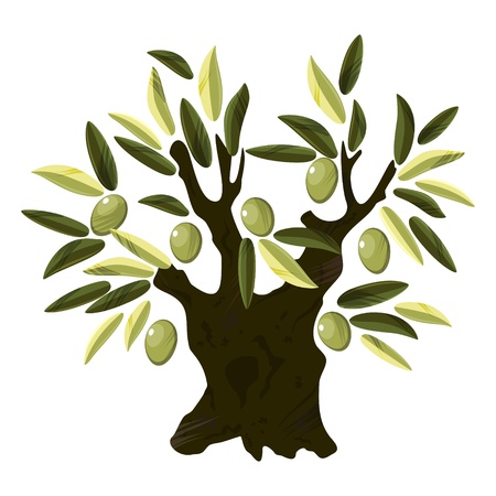 Big old olive tree with leaves and fruits over whiteのイラスト素材