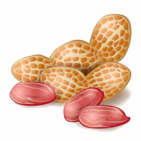 Group of realistic peanuts with shell and peanut kernelsのイラスト素材