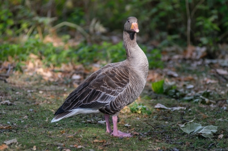 colourful goose stnading in regent park の写真素材