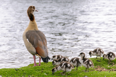 egyption goose with babies standing  in richmond park near water lake
