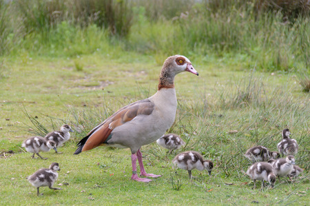 egyption goose with baby gooses walking in a richmond park near water lakeの写真素材