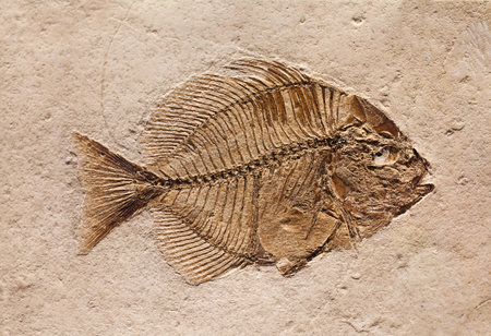 Fossil of a prehistoric creature.の写真素材