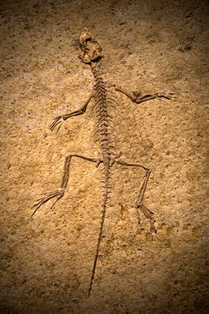 Fossil of a prehistoric creature.の写真素材