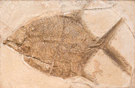 Fossil of a prehistoric creature.の写真素材