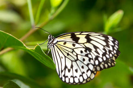 Butterfly resting on a leaf.の写真素材