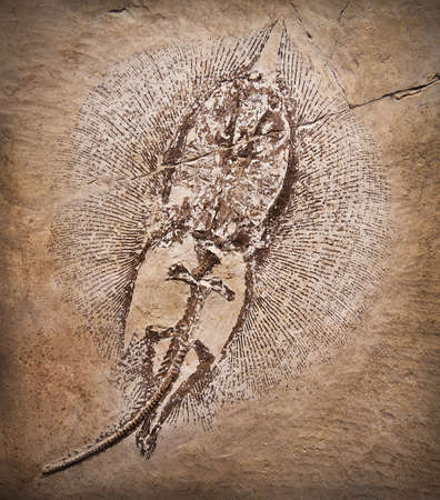 Fossil of a prehistoric creature.の写真素材