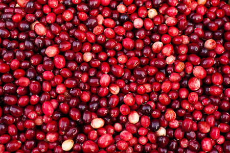 A pile of fresh Cranberries.の写真素材
