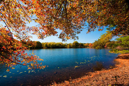 Forest in the fall season.の写真素材
