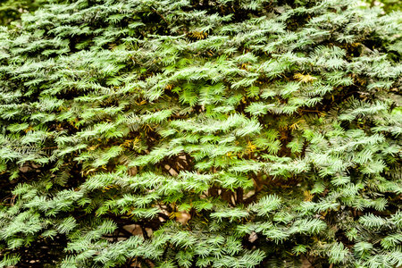 A full pine bush for background, texture, or messages.