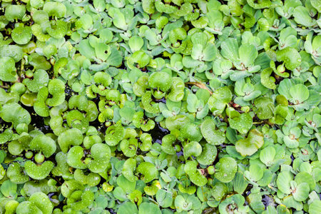 A bed of an aquatic plant floats atop water.