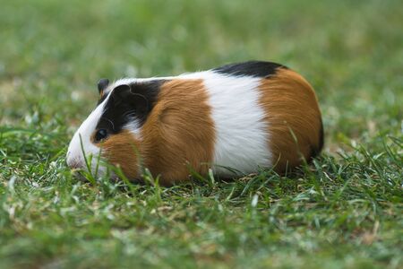 guinea pig is feeding on green grassの写真素材