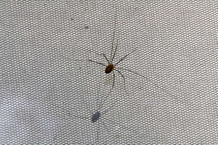 Spider at the window