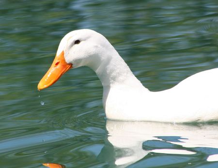 white duck in waterの写真素材