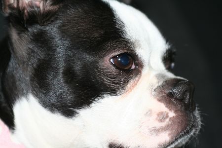 boston terriorの写真素材