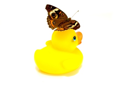 Little rubber duck with butterfly isolated on whiteの写真素材