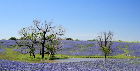 Landscape of a field filled with springtime bluebonnets の写真素材