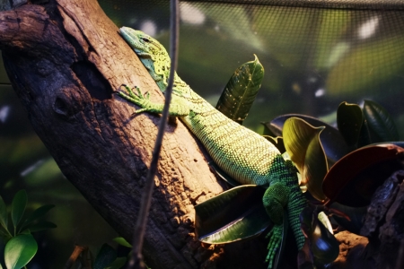 Close up of a lizard resting on a branch