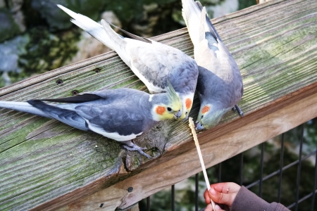 The hands of a child feeding cockatielsの写真素材