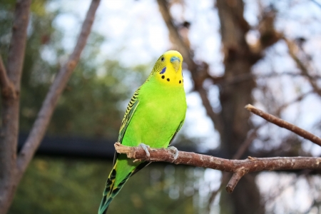 Beautiful green parakeet perched on a branchの写真素材