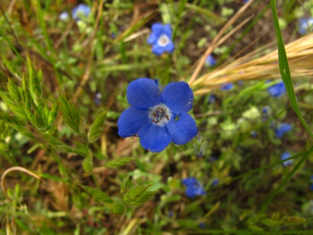 California wild flowersの写真素材